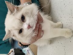 -宠颐生猫科·内科皮肤科(西平世纪城店)