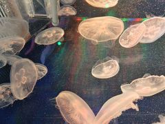 -芜湖新华联大白鲸海洋公园