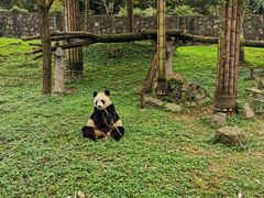 -都江堰中华大熊猫苑