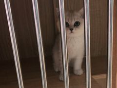 -老吴的猫·猫舍(新区店)