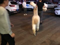 -维苏唯披萨(青云街店)