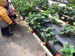 -甜心庄园·甜心草莓采摘园(西青中北店)