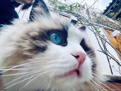 -喵屿·大理花园猫咖