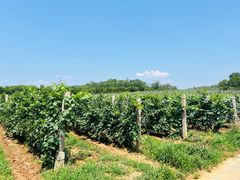 -北京张裕爱斐堡酒庄