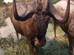 -陕西自然博物馆