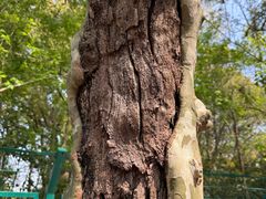 -上海佘山国家森林公园天马山园