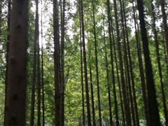 -黄海国家森林公园