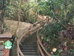 -西双版纳原始森林公园