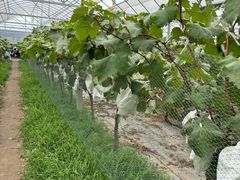 -马陆小张葡萄园农家乐