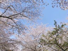 -苏州上方山国家森林公园