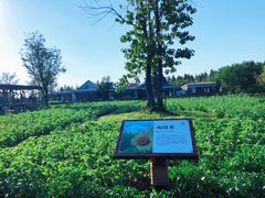 -田园东方蜜桃村的田野营地