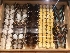 -墨尔本博物馆(Melbourne Museum)