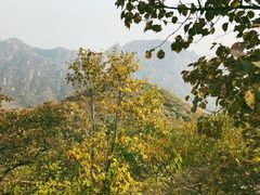 -大岭沟猕猴桃谷风景区