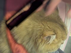 -瑞派康怡24h宠物医院·犬猫医疗中心·微创绝育(瑞景分院)