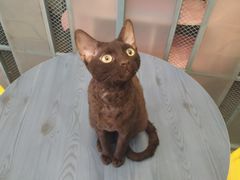 -喵屿·大理花园猫咖