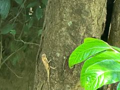 -野象谷景区
