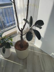 -HEYAN荷妍专业脱毛连锁机构