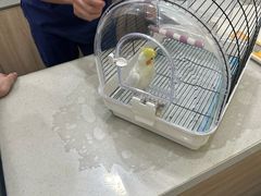 -佩兹宠物医院肿瘤专科·眼科·牙科(黄浦店)