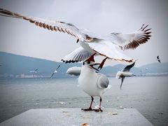 -海埂大坝