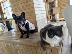 -猫的茶·猫咖