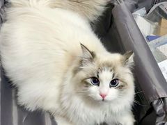 -东方名猫馆·英短金渐层布偶猫舍(环线广场1号楼店)