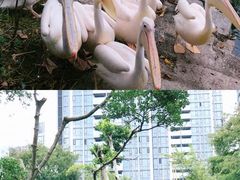 -深圳野生动物园