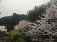-武汉大学-樱园