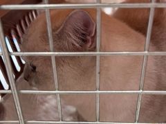 -创凡宠物医院·骨专科  猫科中心(西乡分院)