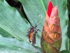 -阿提斯皇家动物园