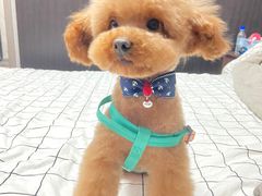 -BABIT巴比特宠物(MOMOPARK店)