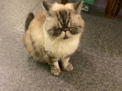 -猫色咖啡·猫咖