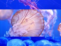 -海合安武汉极地海洋公园