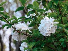 -天鹅湖体育公园