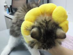 -宠物星动物医院·眼科·异宠·猫科(江南大道总院)