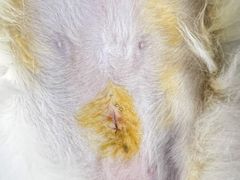 -达爱动物医院·犬猫分区·CT·复杂眼科(远洋山水分院)