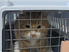 -瑞派宠物医院·犬猫全科·猫友好(宾水西道店)