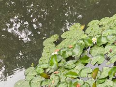 -柳莺湖上·湖景餐厅·江南菜(西湖店)