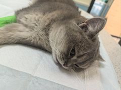 -天宠宠物医院24小时·急重症诊疗中心·全科·腔镜特色(和平分院)