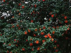 -玄武湖景区-情侣园游乐场