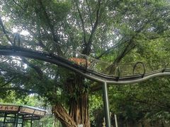 -深圳野生动物园