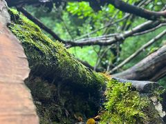 -青峰峡国家森林公园