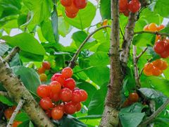 -樱桃山旅游景区