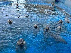 -海合安天津极地海洋公园