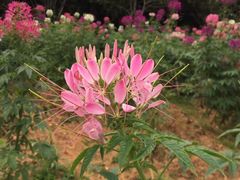 -松山湖梦幻百花洲
