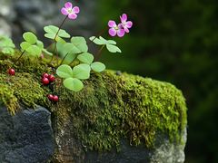 -上海佘山国家森林公园天马山园