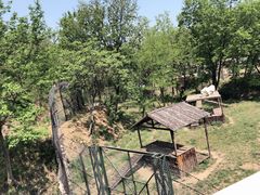 -青岛森林野生动物世界