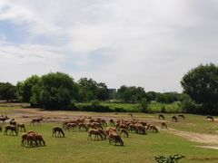 -北京麋鹿生态实验中心