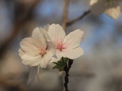 -武汉大学-樱园