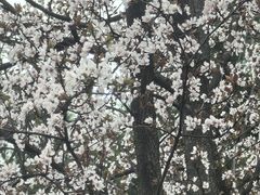 -昆山城市生态森林公园