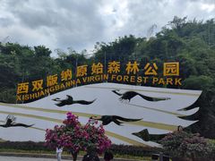 -西双版纳原始森林公园